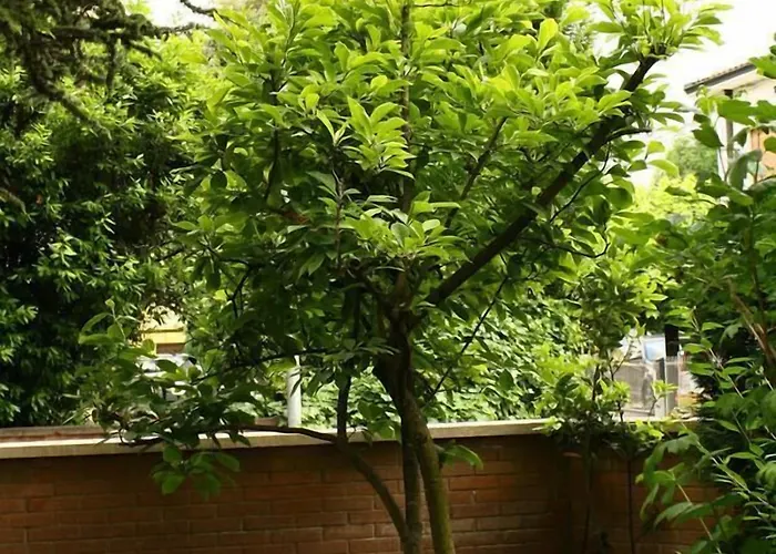 Bed & Breakfast Igea 50